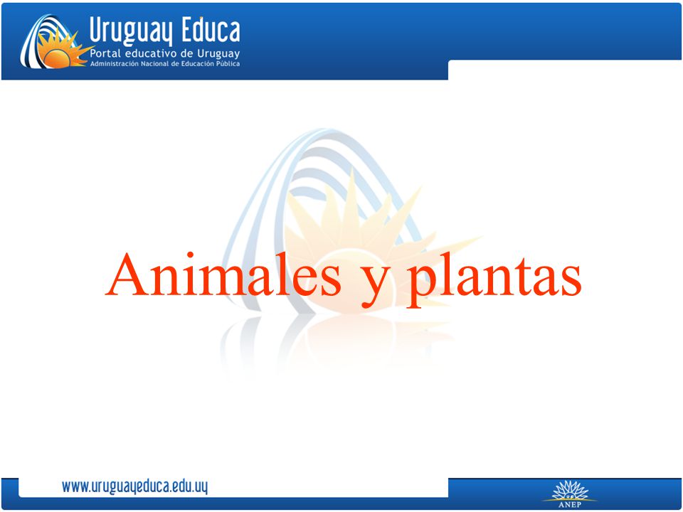 Animales y plantas