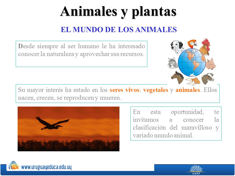 Animales y plantas EL MUNDO DE LOS ANIMALES