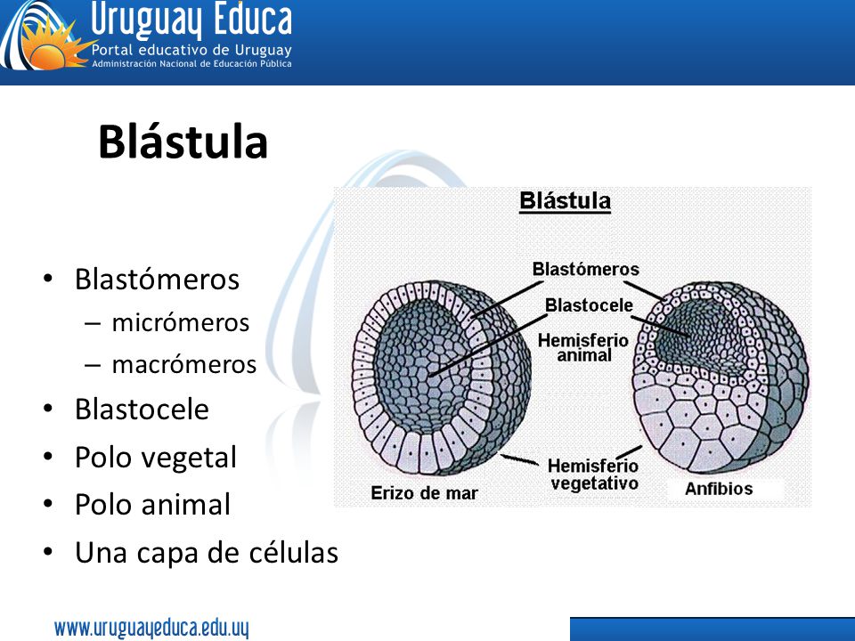 Blástula Blastómeros Blastocele Polo vegetal Polo animal