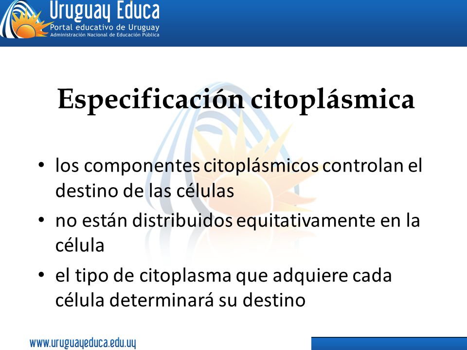 Especificación citoplásmica