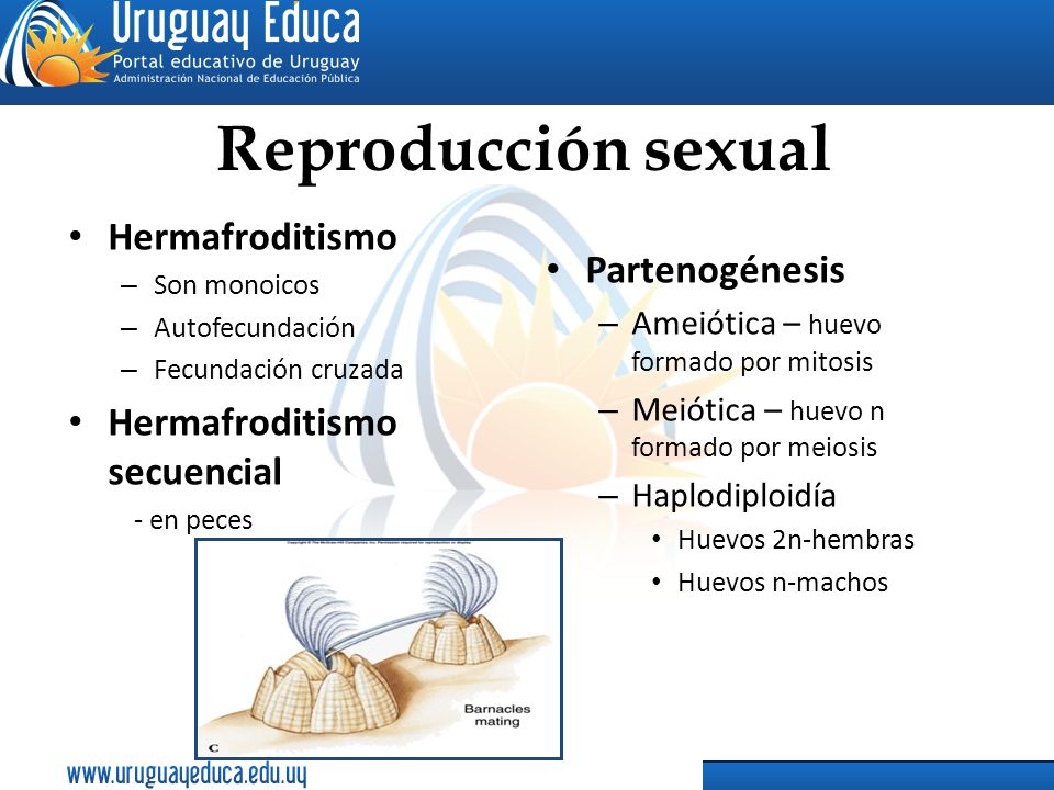 Reproducción sexual Hermafroditismo Partenogénesis