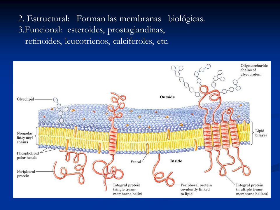 2. Estructural: Forman las membranas biológicas. 3