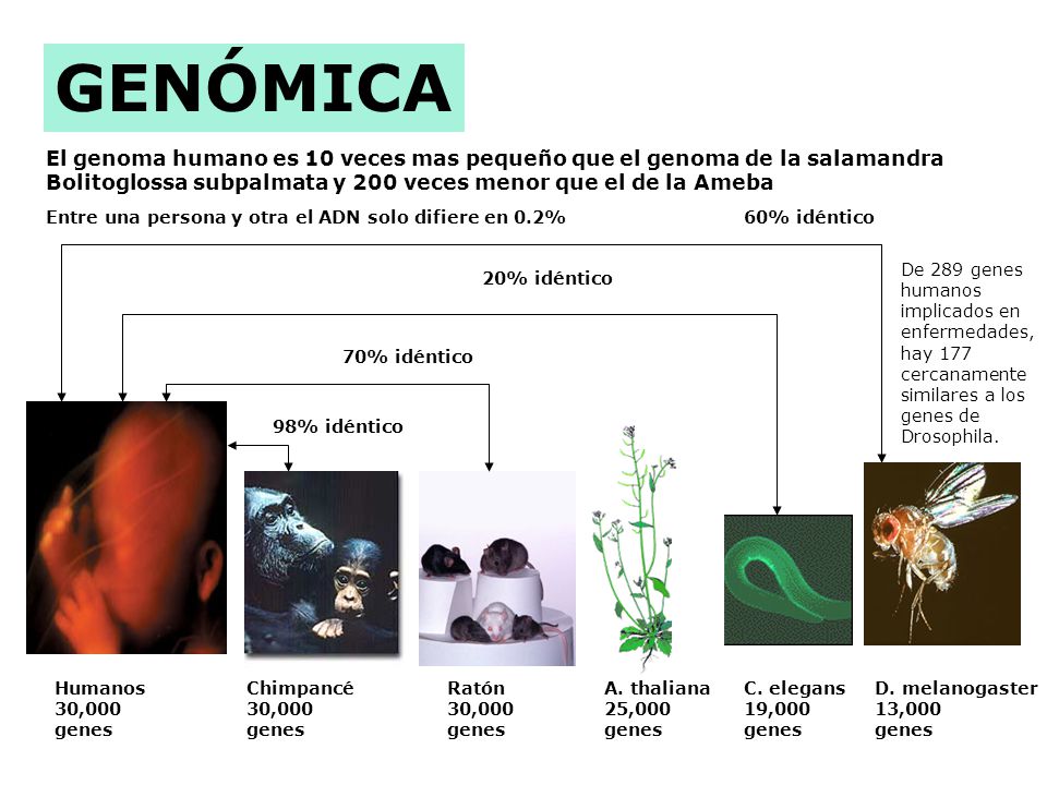 GENÓMICA El genoma humano es 10 veces mas pequeño que el genoma de la salamandra. Bolitoglossa subpalmata y 200 veces menor que el de la Ameba.