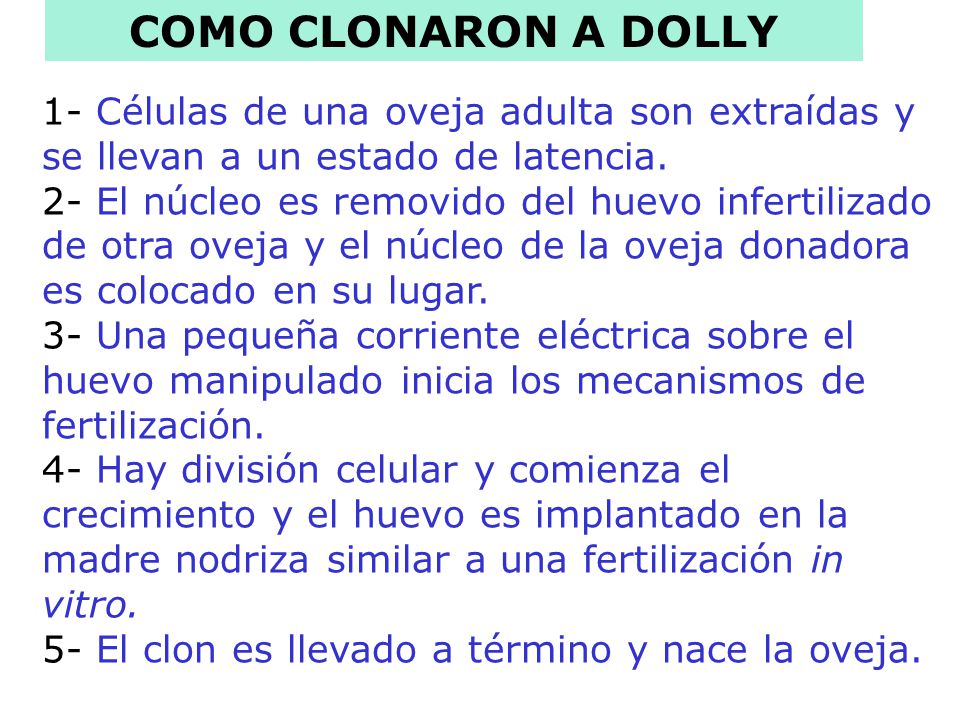 COMO CLONARON A DOLLY 1- Células de una oveja adulta son extraídas y se llevan a un estado de latencia.
