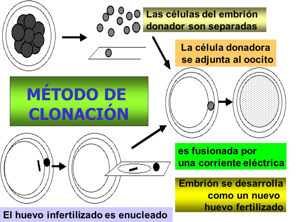 MÉTODO DE CLONACIÓN Las células del embrión donador son separadas