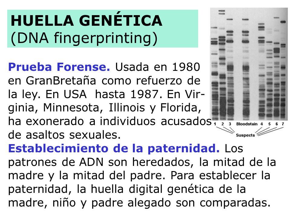 HUELLA GENÉTICA (DNA fingerprinting) Prueba Forense. Usada en 1980