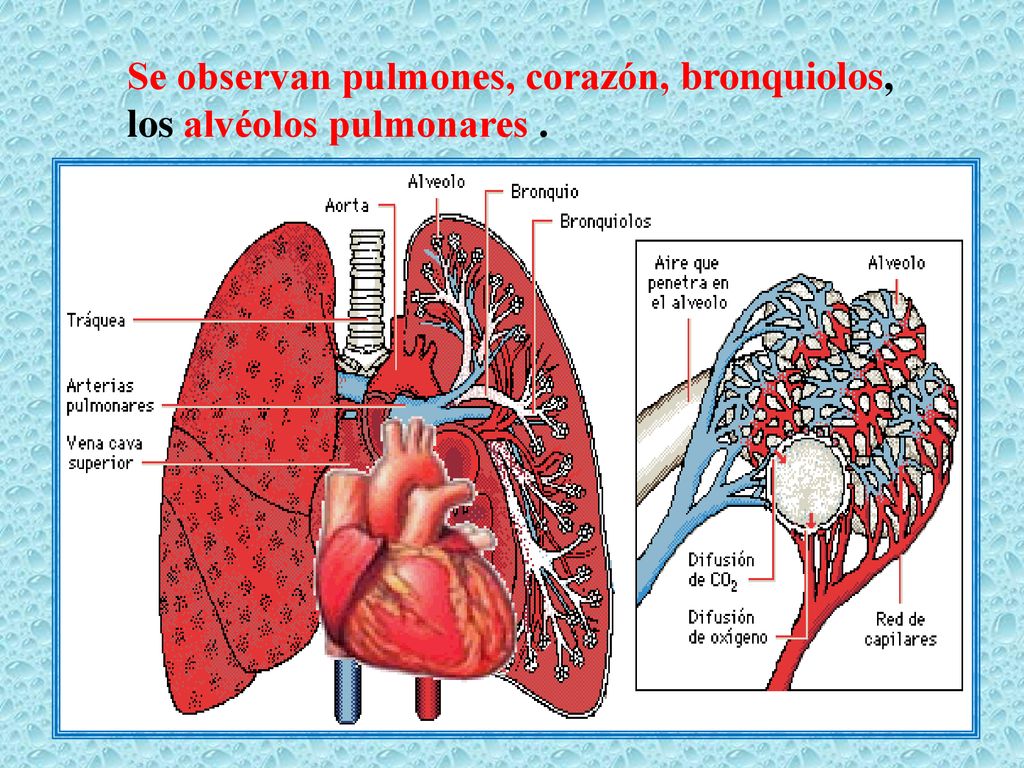 Se observan pulmones, corazón, bronquiolos, los alvéolos pulmonares .