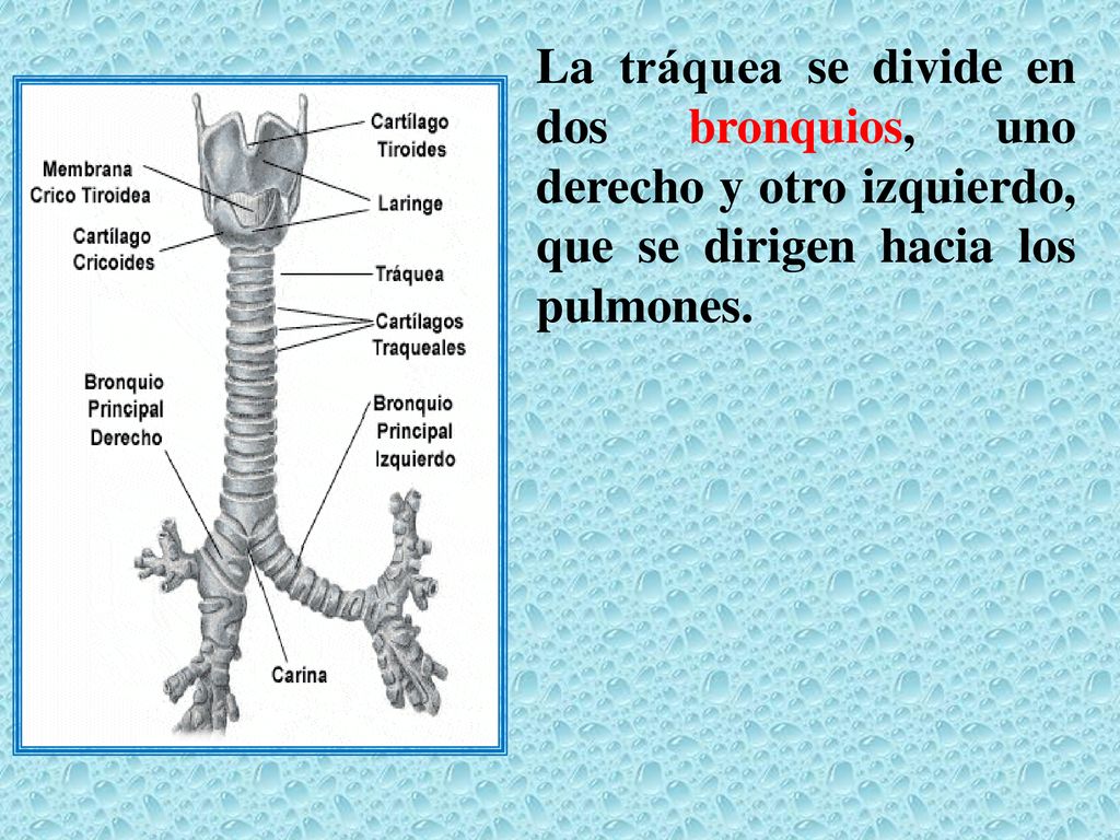 La tráquea se divide en dos bronquios, uno derecho y otro izquierdo, que se dirigen hacia los pulmones.