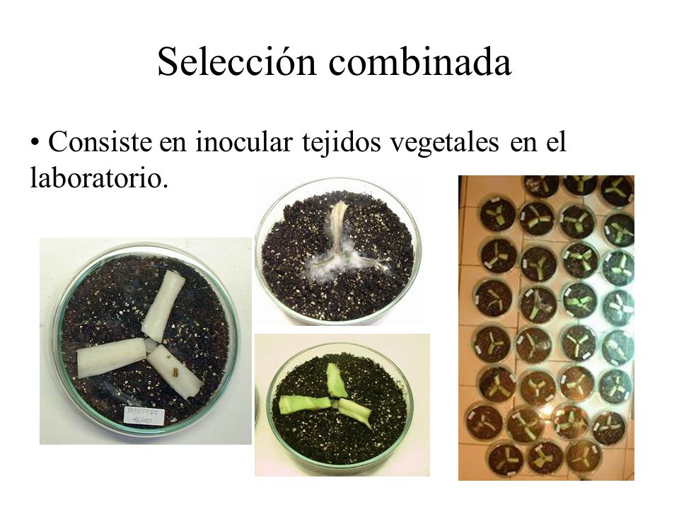 Selección combinada Consiste en inocular tejidos vegetales en el laboratorio.