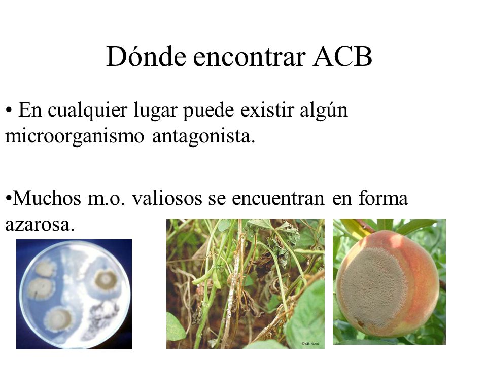 Dónde encontrar ACB En cualquier lugar puede existir algún microorganismo antagonista.