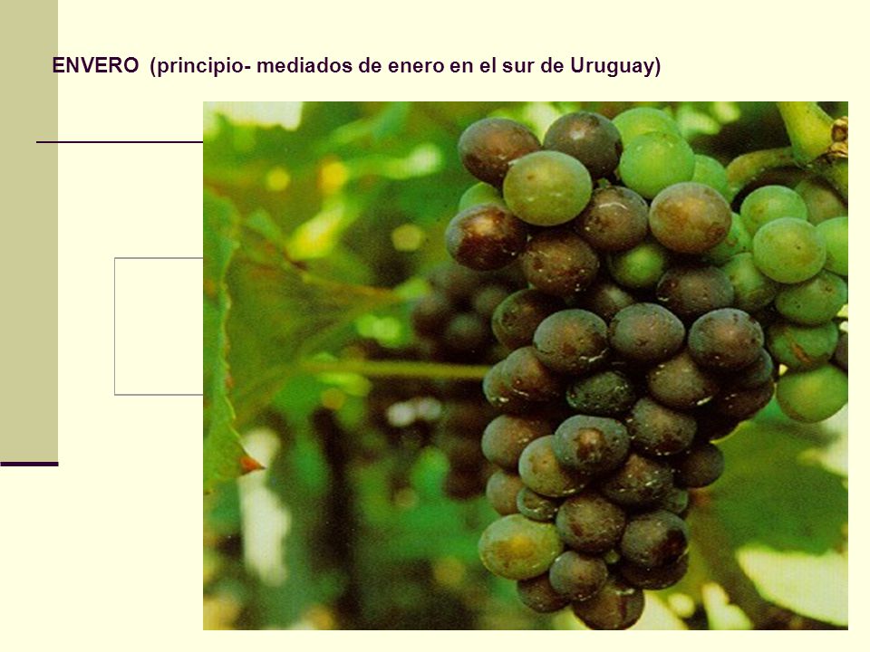 ENVERO (principio- mediados de enero en el sur de Uruguay)