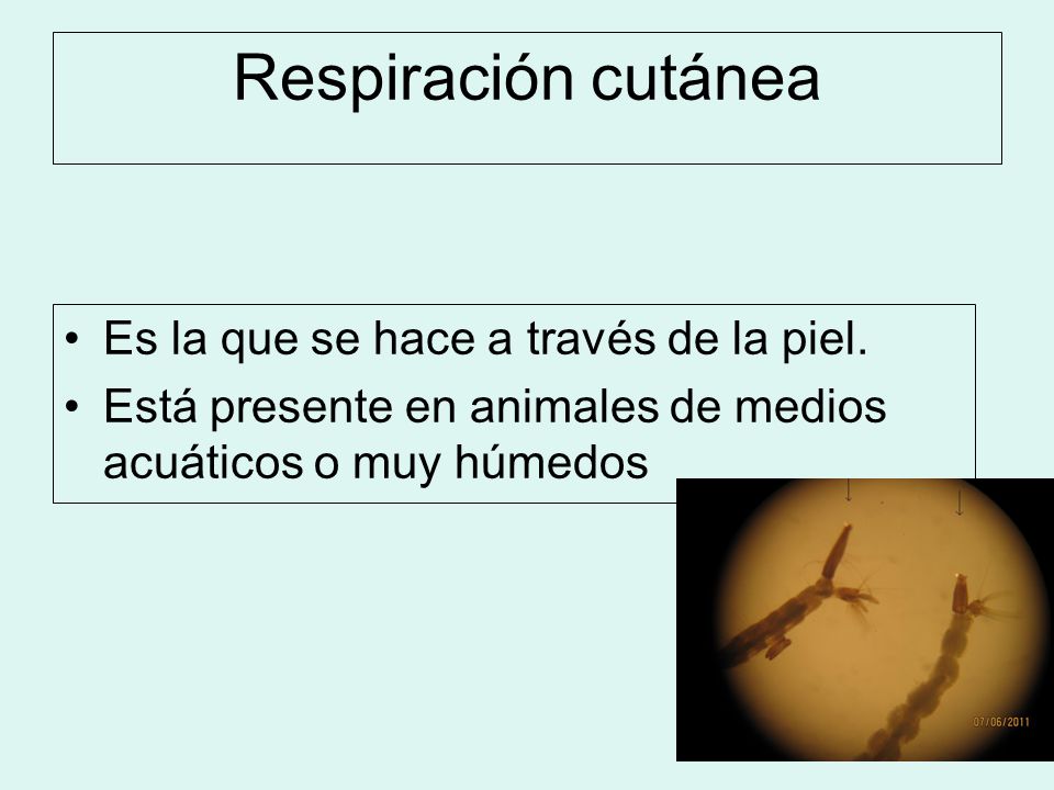 Respiración cutánea Es la que se hace a través de la piel.