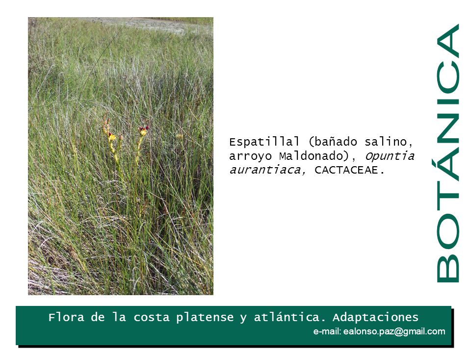. Espatillal (bañado salino, arroyo Maldonado), Opuntia aurantiaca, CACTACEAE. BOTÁNICA. Iris.