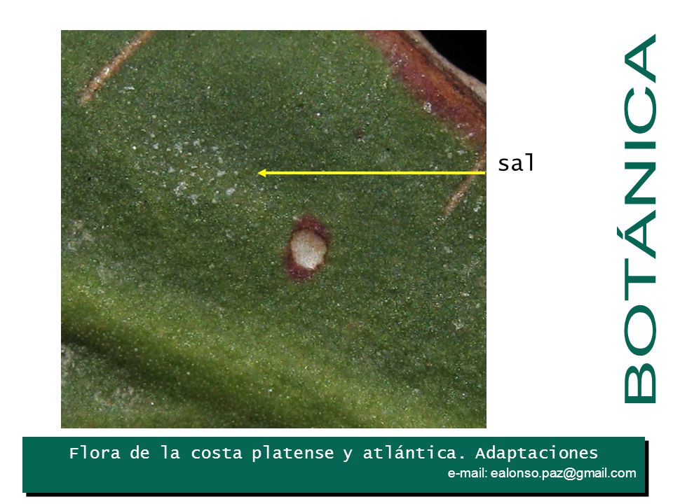 BOTÁNICA sal Iris Flora de la costa platense y atlántica. Adaptaciones