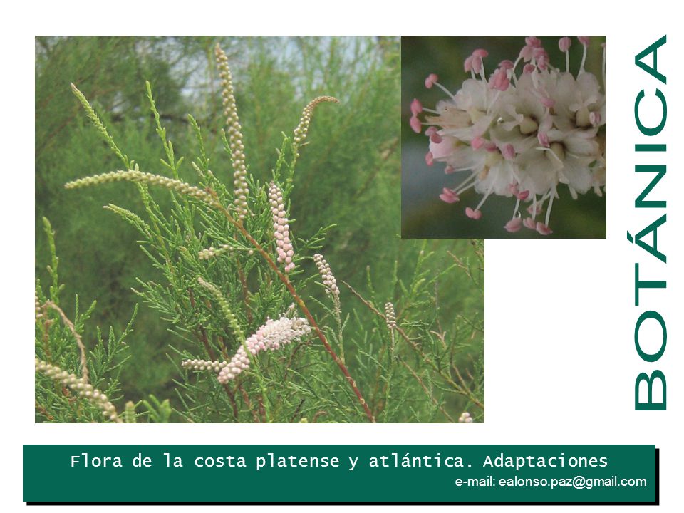 BOTÁNICA Iris Flora de la costa platense y atlántica. Adaptaciones .