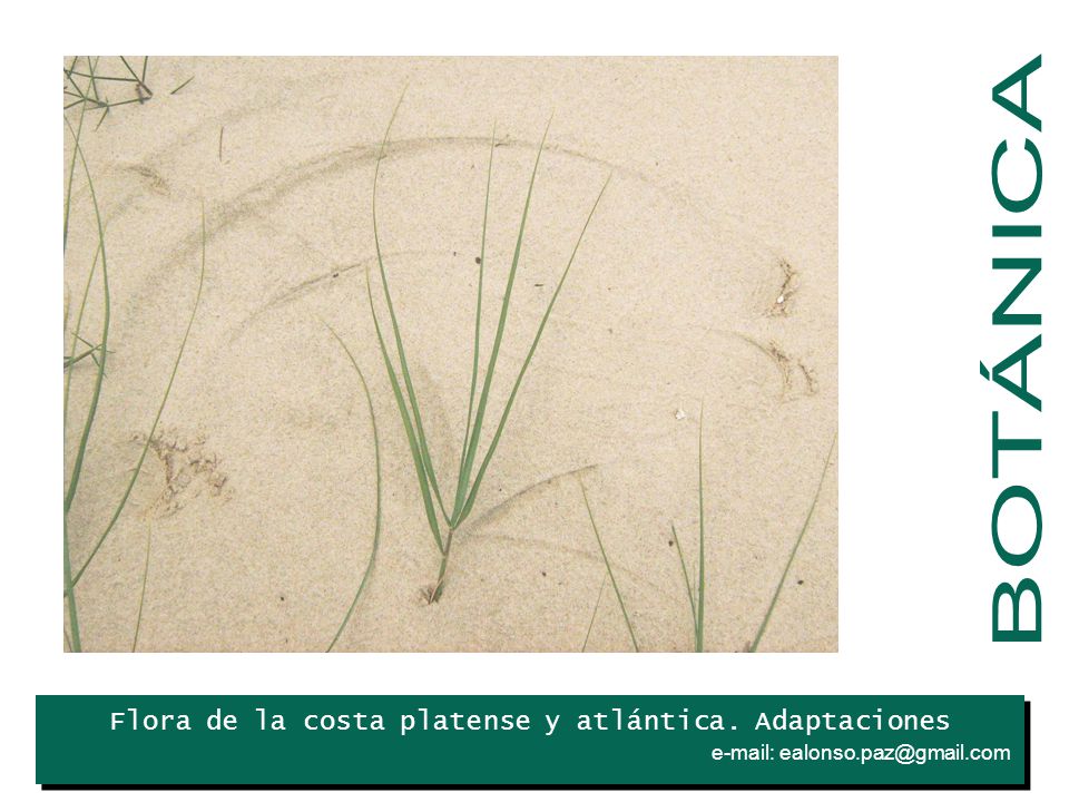 BOTÁNICA Iris Flora de la costa platense y atlántica. Adaptaciones .