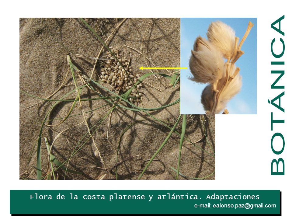 BOTÁNICA Iris Flora de la costa platense y atlántica. Adaptaciones .