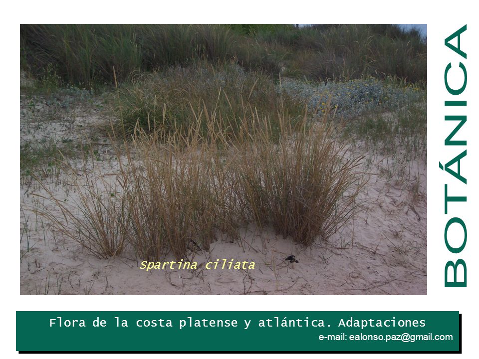 BOTÁNICA Spartina ciliata Iris