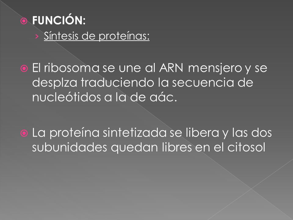 FUNCIÓN: Síntesis de proteínas: El ribosoma se une al ARN mensjero y se desplza traduciendo la secuencia de nucleótidos a la de aác.