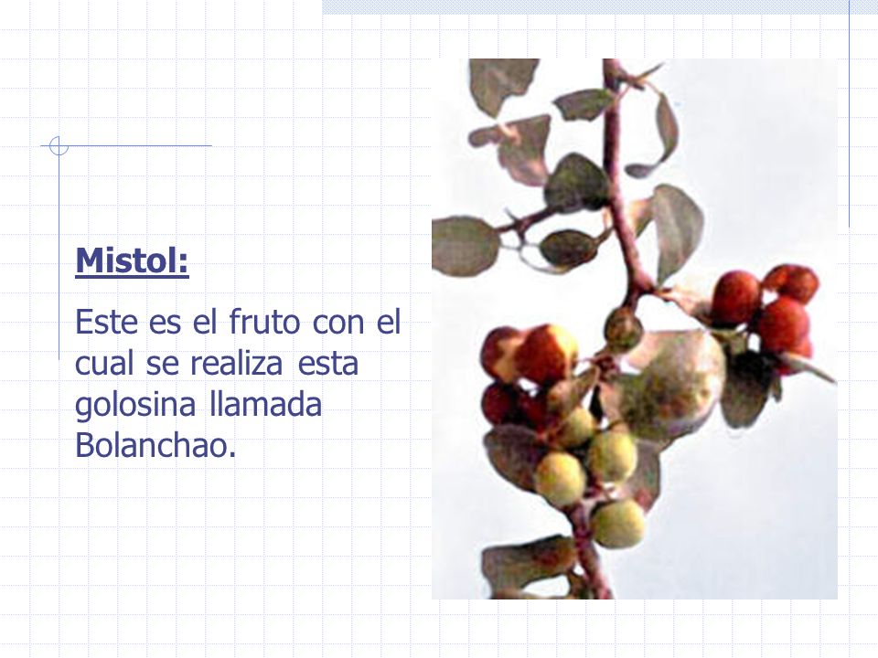Mistol: Este es el fruto con el cual se realiza esta golosina llamada Bolanchao.