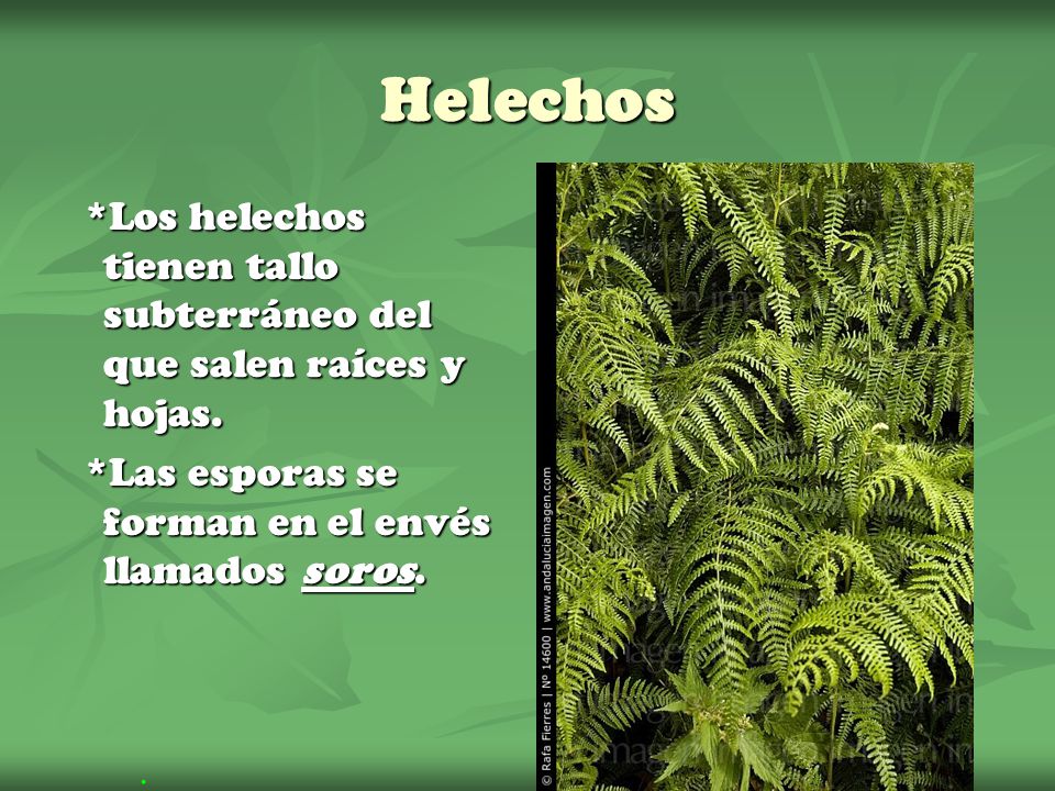 Helechos *Los helechos tienen tallo subterráneo del que salen raíces y hojas.