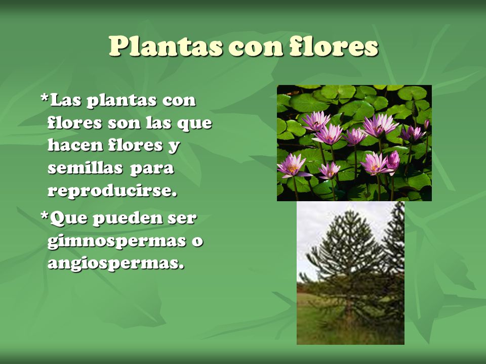 Plantas con flores *Las plantas con flores son las que hacen flores y semillas para reproducirse.
