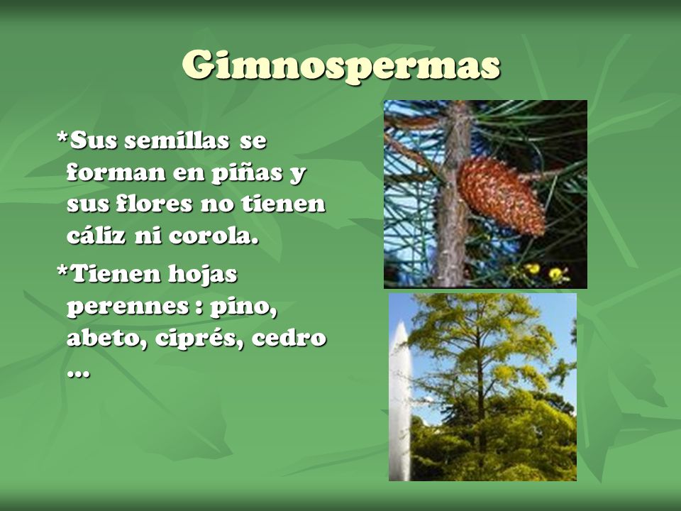 Gimnospermas *Sus semillas se forman en piñas y sus flores no tienen cáliz ni corola.