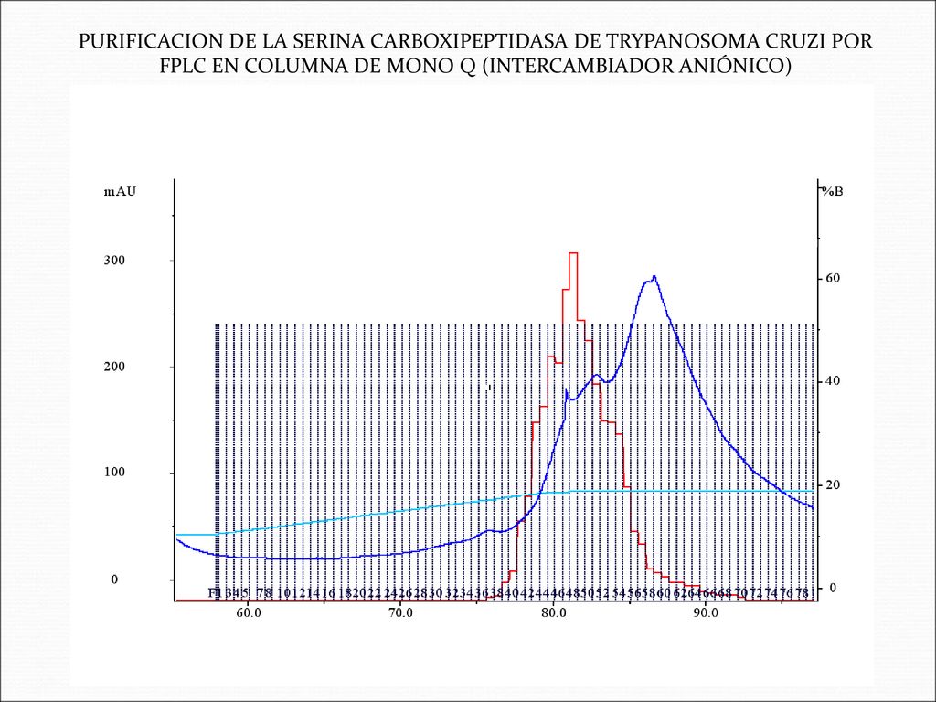 PURIFICACION DE LA SERINA CARBOXIPEPTIDASA DE TRYPANOSOMA CRUZI POR FPLC EN COLUMNA DE MONO Q (INTERCAMBIADOR ANIÓNICO)