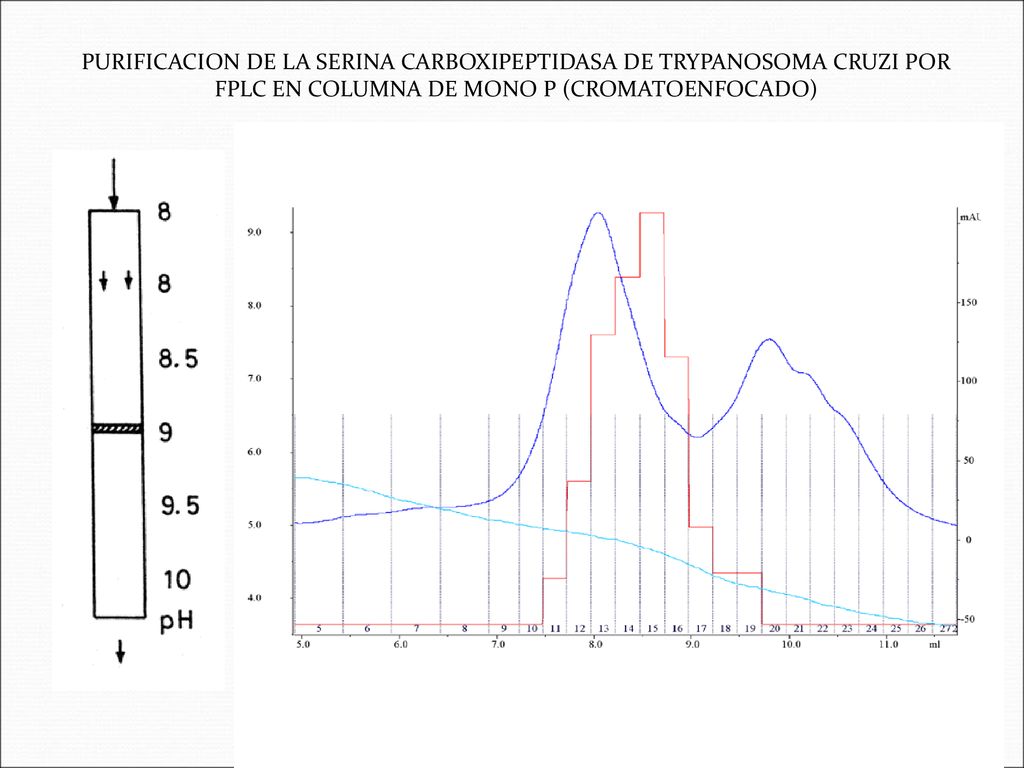 PURIFICACION DE LA SERINA CARBOXIPEPTIDASA DE TRYPANOSOMA CRUZI POR FPLC EN COLUMNA DE MONO P (CROMATOENFOCADO)
