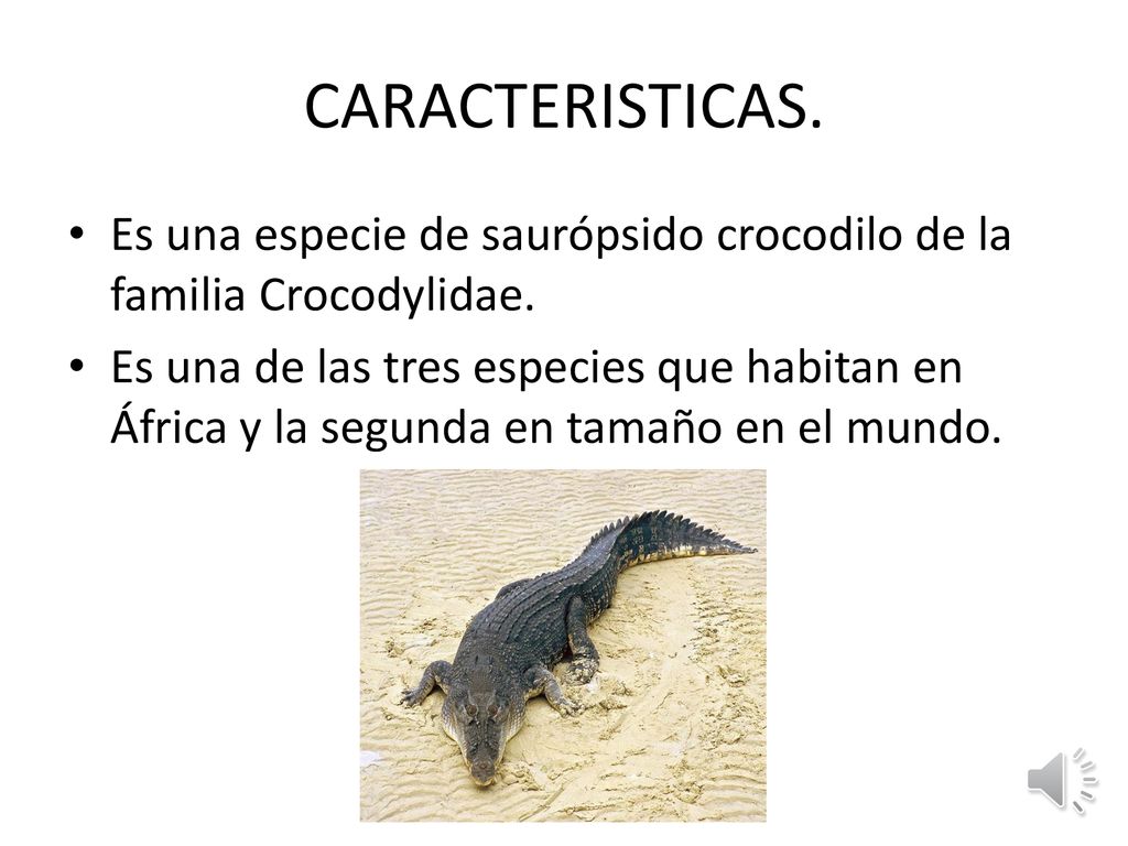 CARACTERISTICAS. Es una especie de saurópsido crocodilo de la familia Crocodylidae.