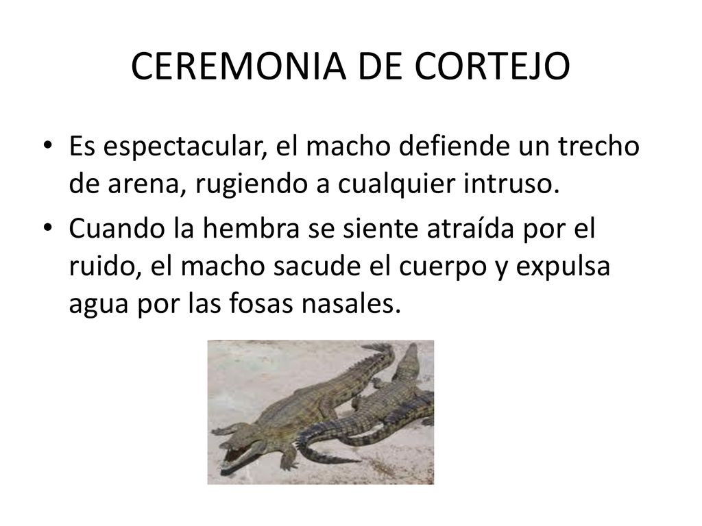 CEREMONIA DE CORTEJO Es espectacular, el macho defiende un trecho de arena, rugiendo a cualquier intruso.