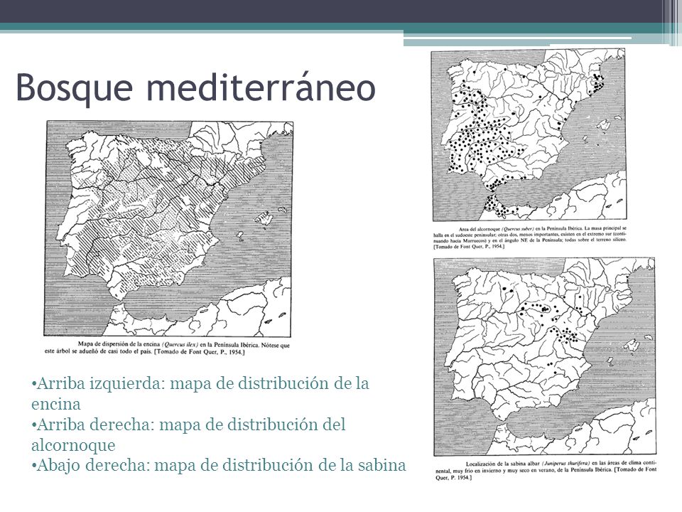 Bosque mediterráneo Arriba izquierda: mapa de distribución de la encina. Arriba derecha: mapa de distribución del alcornoque.