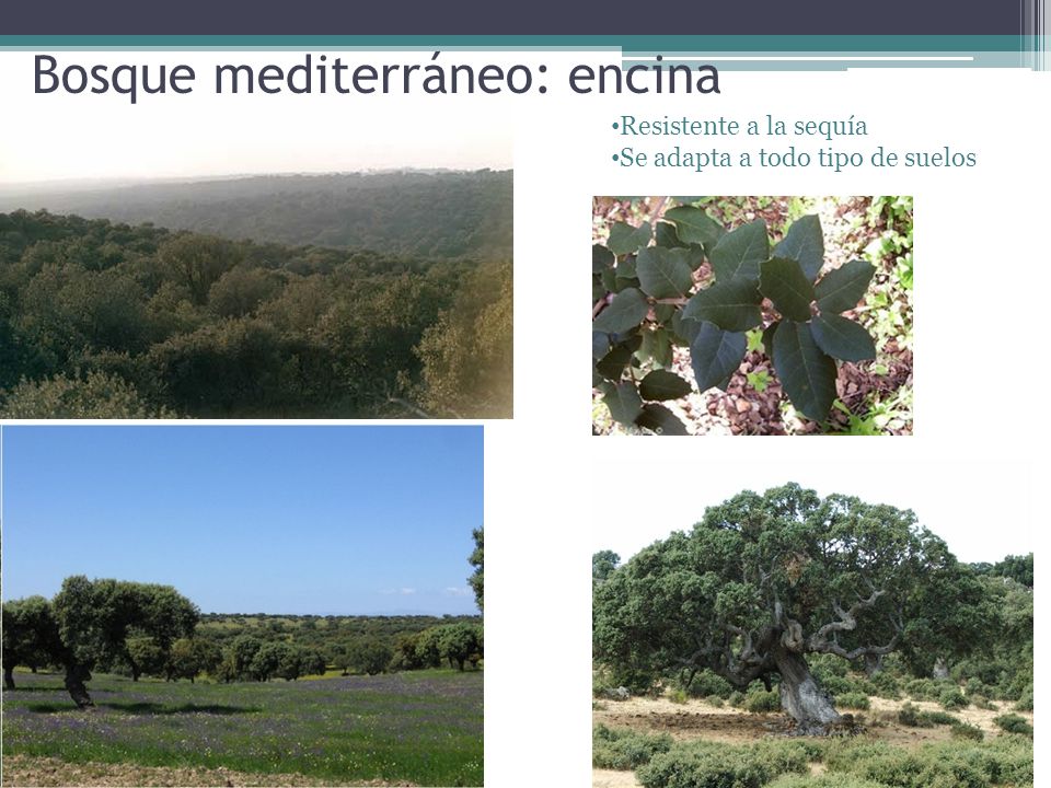 Bosque mediterráneo: encina