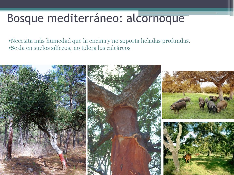 Bosque mediterráneo: alcornoque