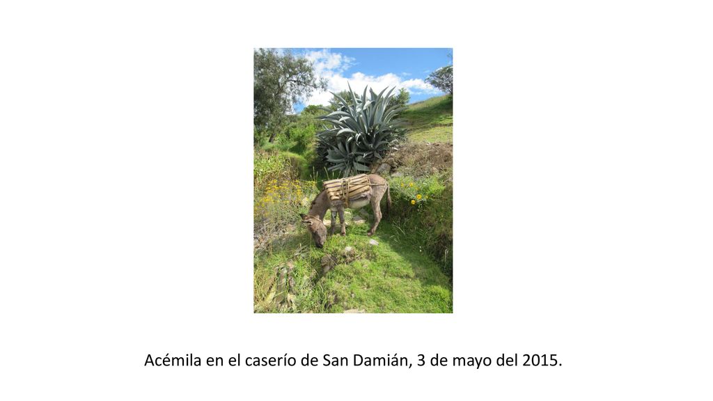 Acémila en el caserío de San Damián, 3 de mayo del 2015.