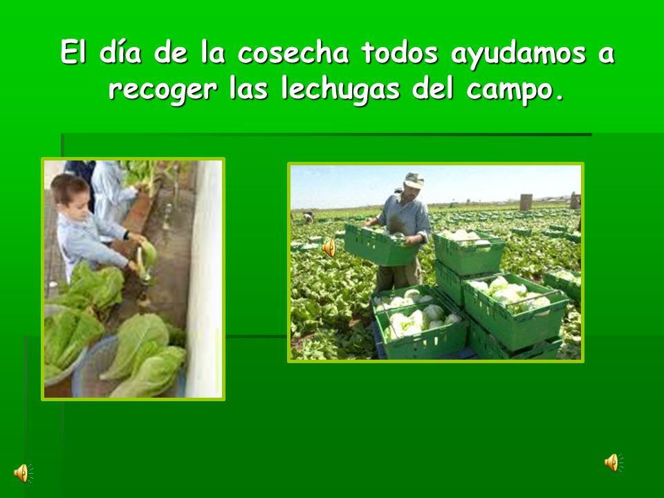 El día de la cosecha todos ayudamos a recoger las lechugas del campo.