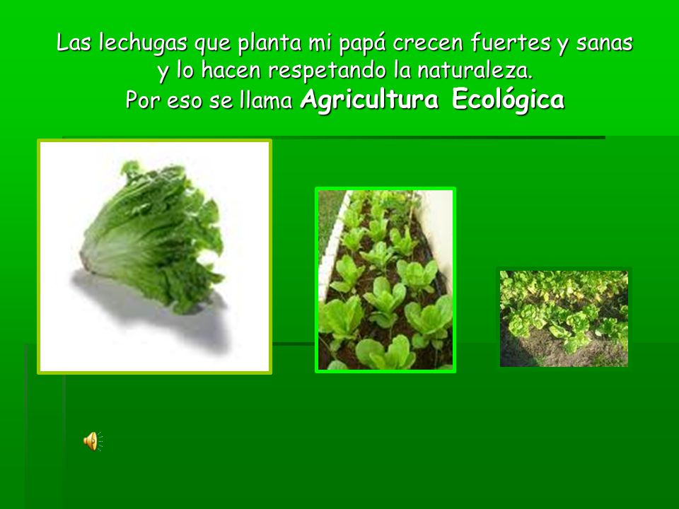 Las lechugas que planta mi papá crecen fuertes y sanas y lo hacen respetando la naturaleza.