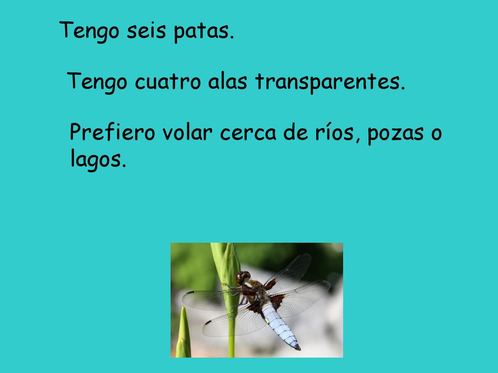 Tengo seis patas. Tengo cuatro alas transparentes. Prefiero volar cerca de ríos, pozas o lagos.
