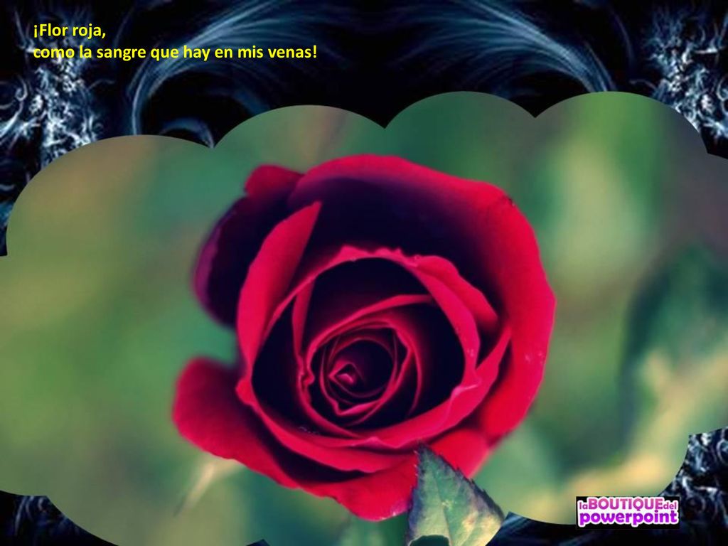 ¡Flor roja, como la sangre que hay en mis venas!