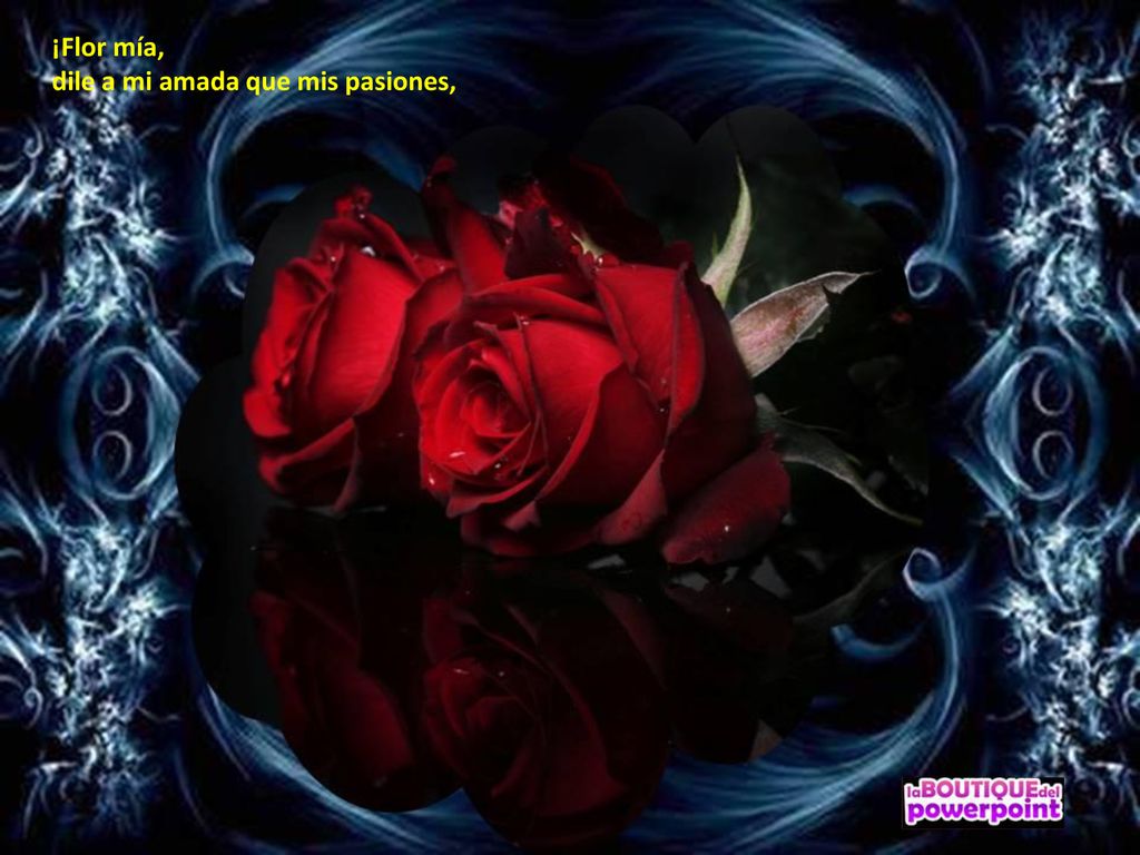 ¡Flor mía, dile a mi amada que mis pasiones,