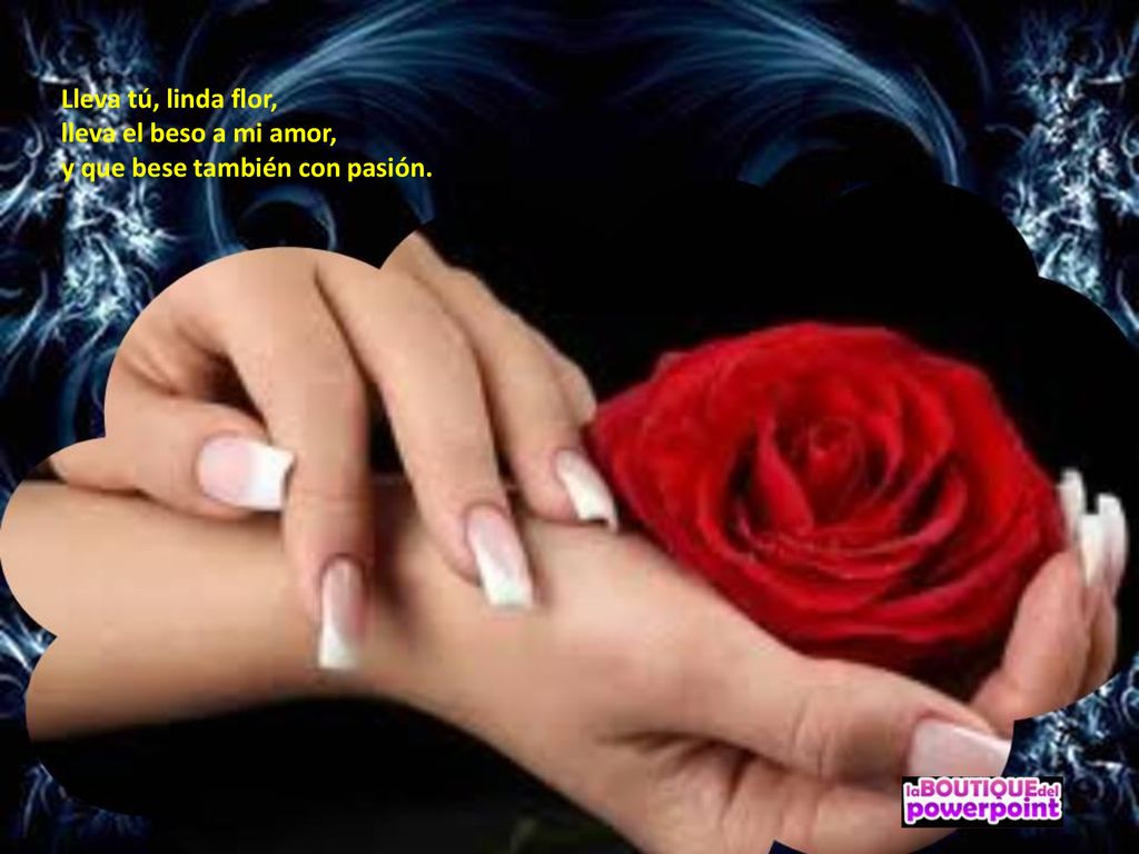 Lleva tú, linda flor, lleva el beso a mi amor, y que bese también con pasión.