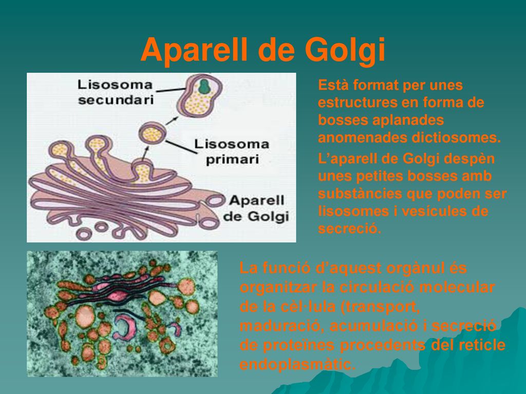 Aparell de Golgi Està format per unes estructures en forma de bosses aplanades anomenades dictiosomes.