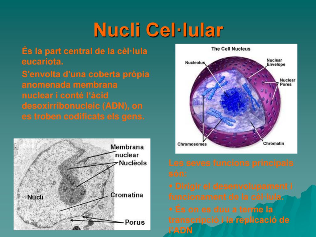 Nucli Cel·lular És la part central de la cèl·lula eucariota.