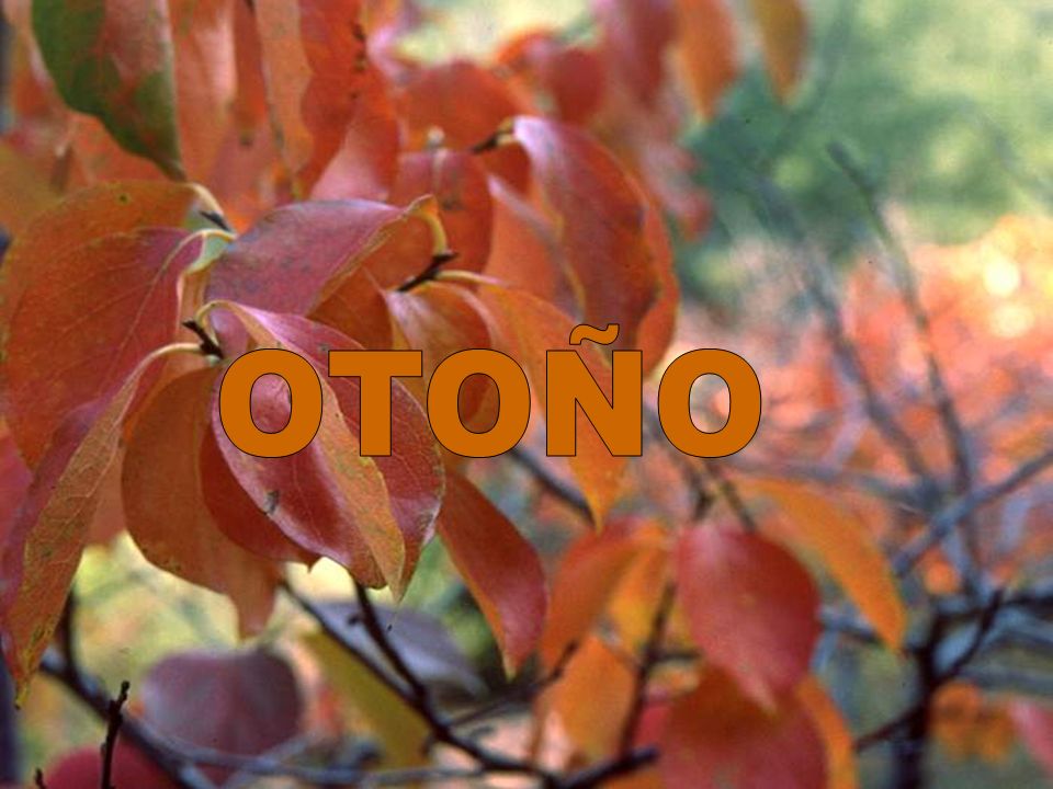 OTOÑO