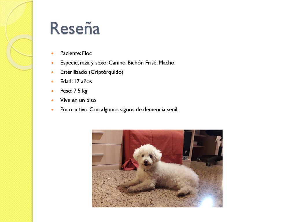 Reseña Paciente: Floc. Especie, raza y sexo: Canino. Bichón Frisé. Macho. Esterilizado (Criptórquido)