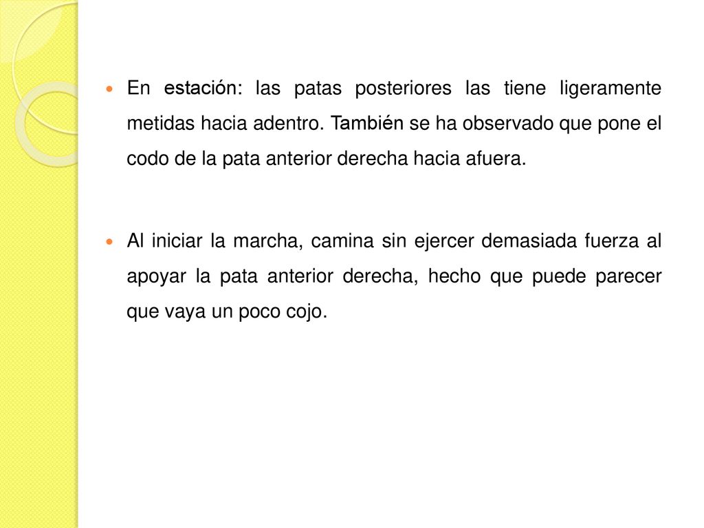 En estación: las patas posteriores las tiene ligeramente metidas hacia adentro. También se ha observado que pone el codo de la pata anterior derecha hacia afuera.