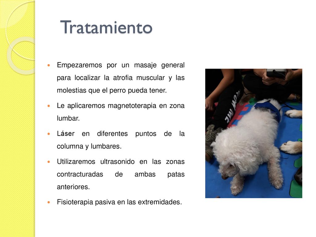 Tratamiento Empezaremos por un masaje general para localizar la atrofia muscular y las molestias que el perro pueda tener.