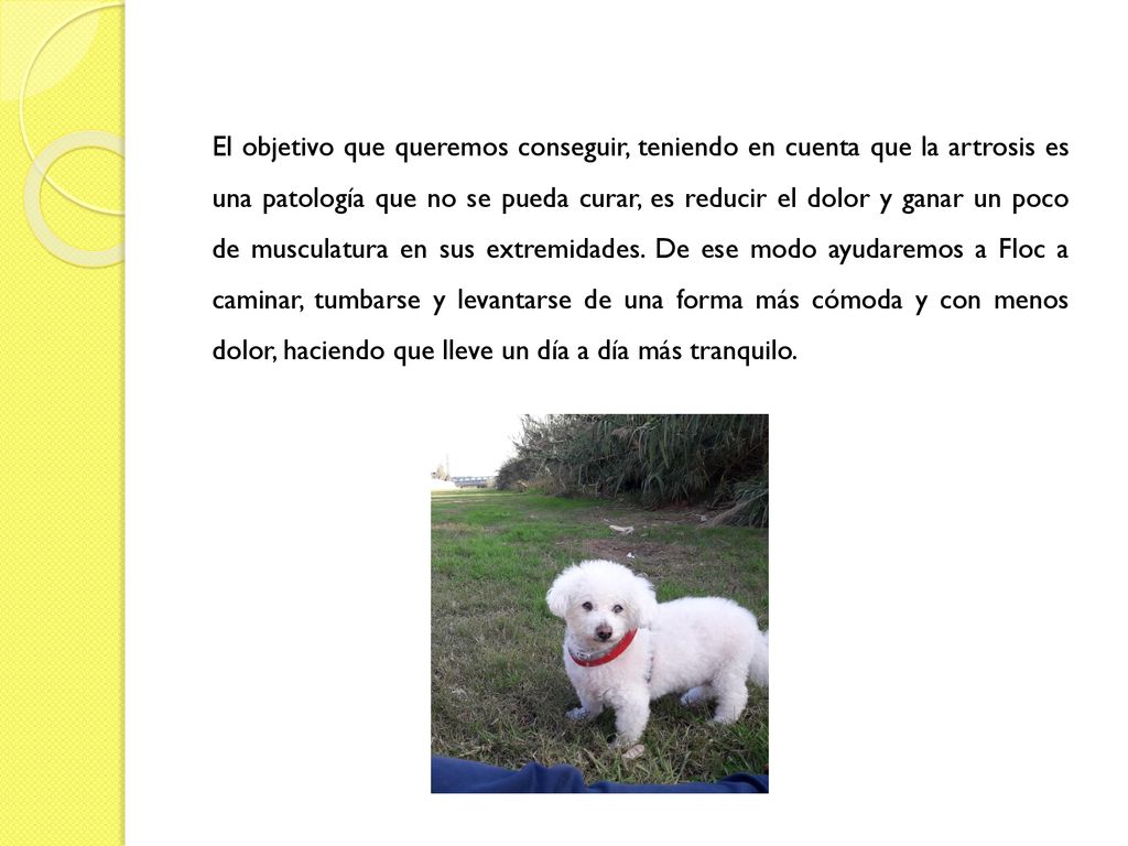 El objetivo que queremos conseguir, teniendo en cuenta que la artrosis es una patología que no se pueda curar, es reducir el dolor y ganar un poco de musculatura en sus extremidades.