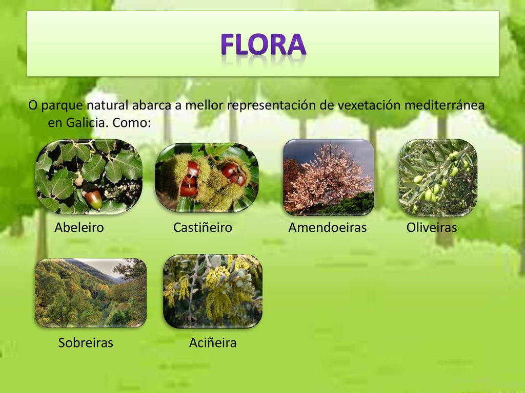 FLORA O parque natural abarca a mellor representación de vexetación mediterránea en Galicia. Como:
