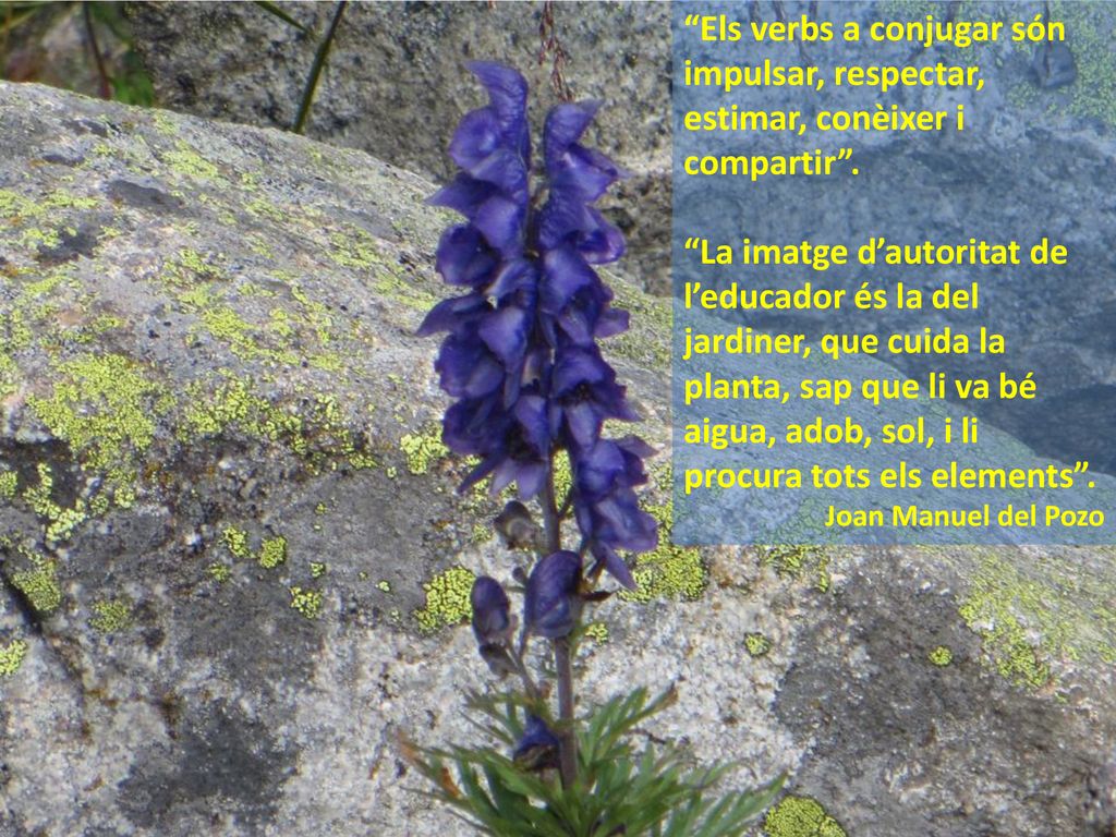 Els verbs a conjugar són impulsar, respectar, estimar, conèixer i compartir .
